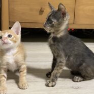 in瀬戸『来る福・招き猫祭り』2日間連日＆瀬戸2会場同時開催☆子猫の臨時譲渡会2022年9月24日（土）＆25日（日）～ 非営利団体「ちーむ にゃいんず」２日目