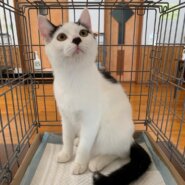 ☆美猫♡甘えん坊　白黒女子　ぴあちゃん☆