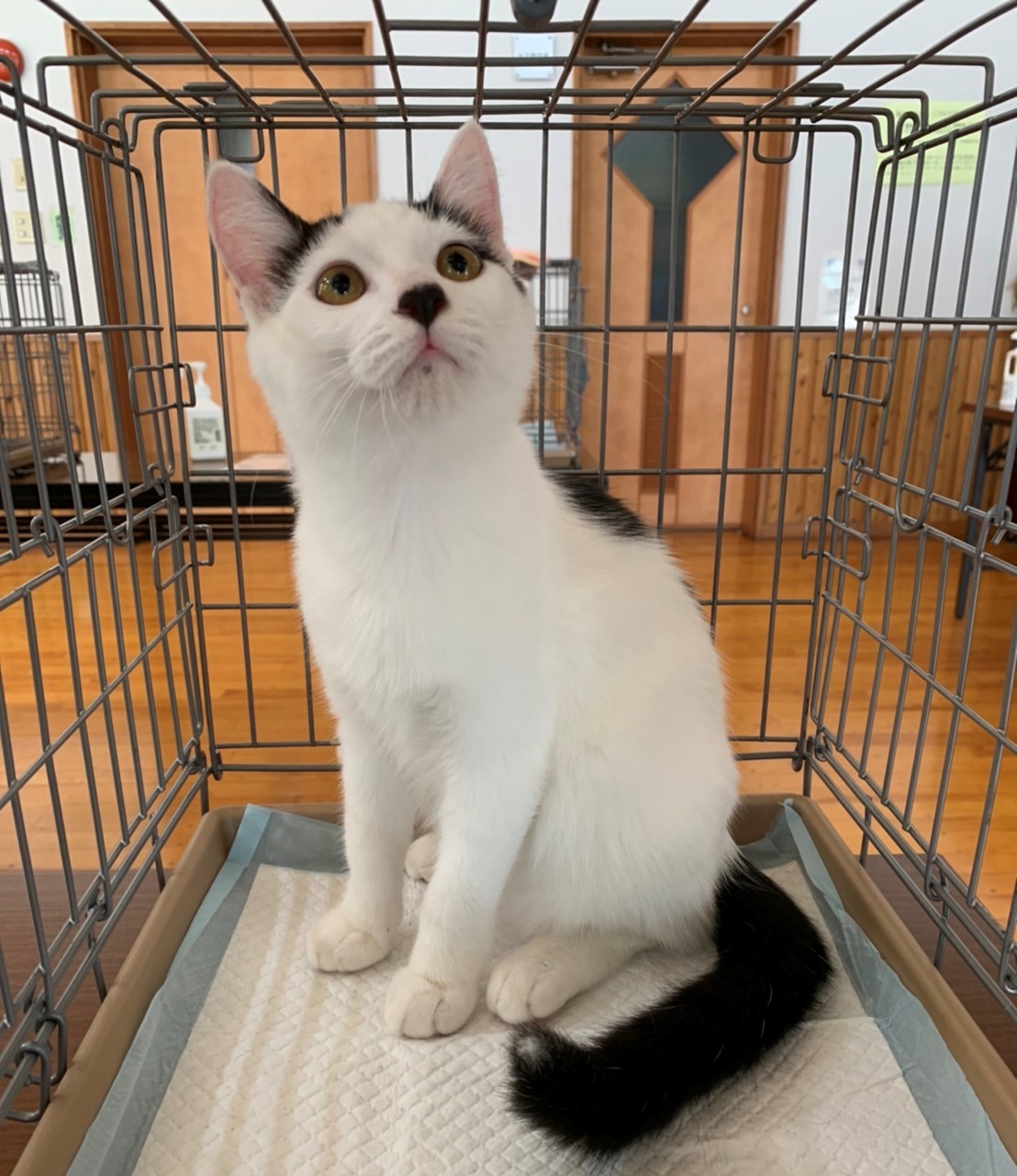 ☆美猫♡甘えん坊　白黒女子　ぴあちゃん☆