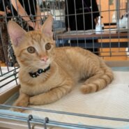 ☆茶トラの甘えん坊　ちゃちゃ丸くん☆