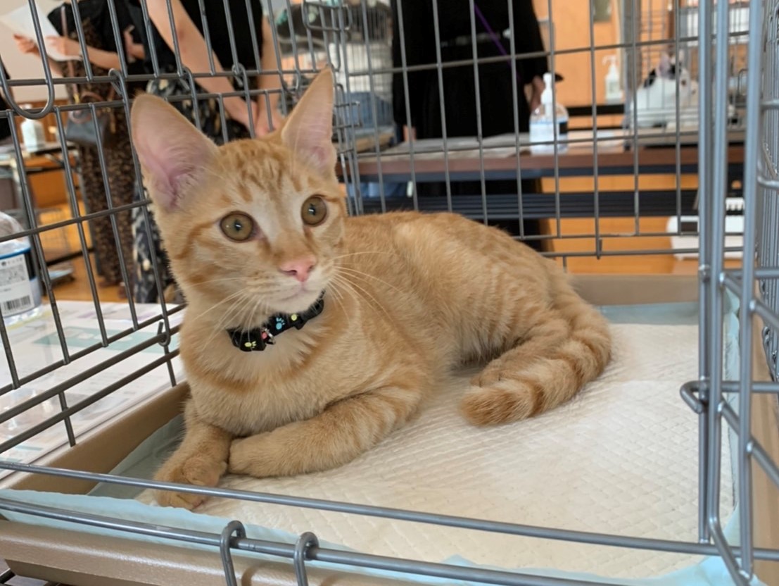 ☆茶トラの甘えん坊　ちゃちゃ丸くん☆