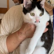 ☆ダンディちょびひげ黒白　男の子ちょび丸くん☆