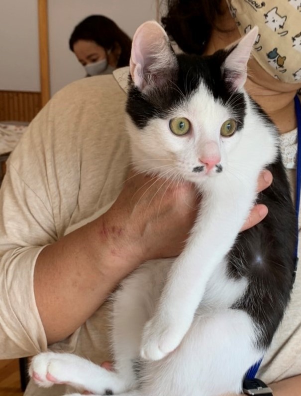 ☆ダンディちょびひげ黒白　男の子ちょび丸くん☆