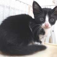 2022年9月16日入所の黒白の子猫の女の子！