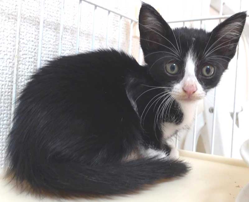 2022年9月16日入所の黒白の子猫の女の子！