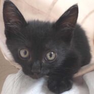 2022年9月16日入所の黒の子猫の男の子！