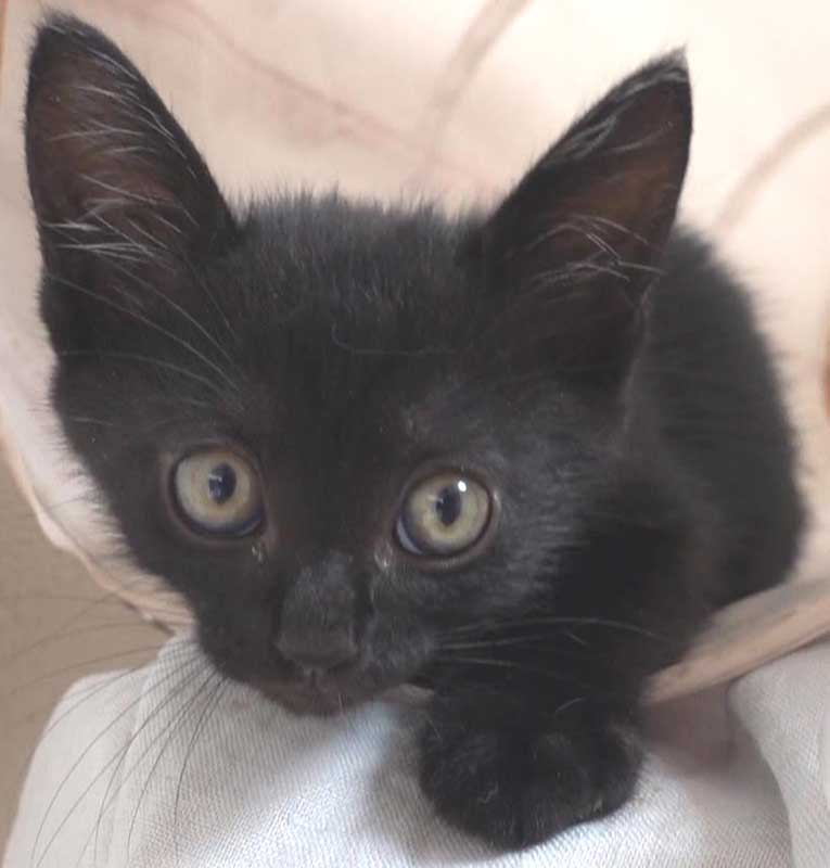 2022年9月16日入所の黒の子猫の男の子！