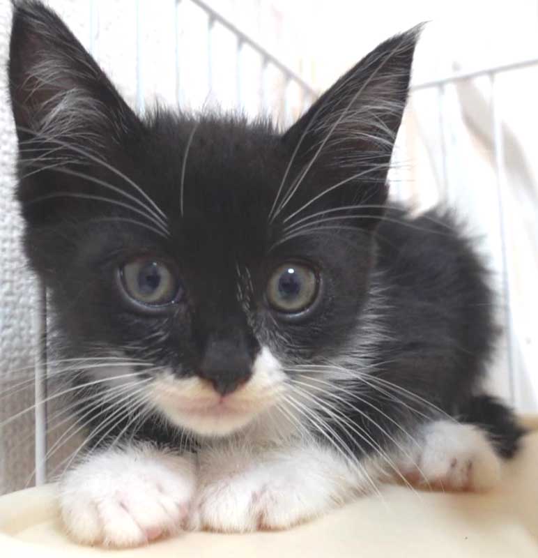 2022年9月16日入所の黒白の子猫の男の子！