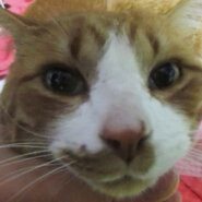 茶色キジ　生後6年超オス（去勢済）