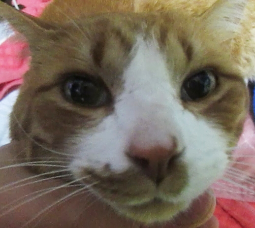 茶色キジ　生後6年超オス（去勢済）