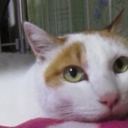 茶白 生後6年超オス（去勢済）