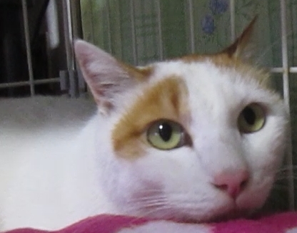 茶白 生後6年超オス（去勢済）