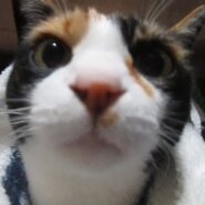 三毛 生後6～7年前後のメス猫　避妊手術済　