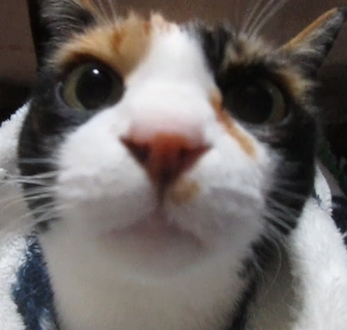 三毛 生後6～7年前後のメス猫　避妊手術済　