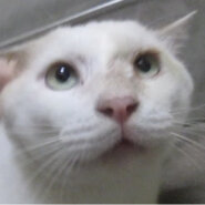 チャシロ（ほとんど白色）生後2年半前後オス（末去勢）去勢検討中