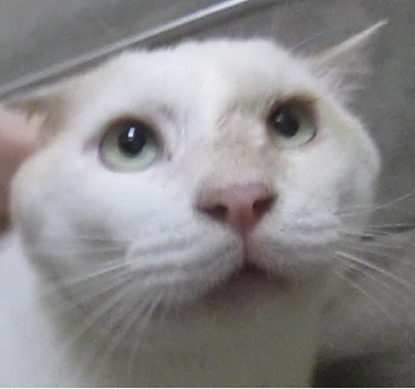 チャシロ（ほとんど白色）生後2年半前後オス（末去勢）去勢検討中