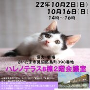 【さいたま市】10/16ハレノテラス保護猫譲渡会