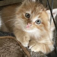 生後2ヶ月の子猫