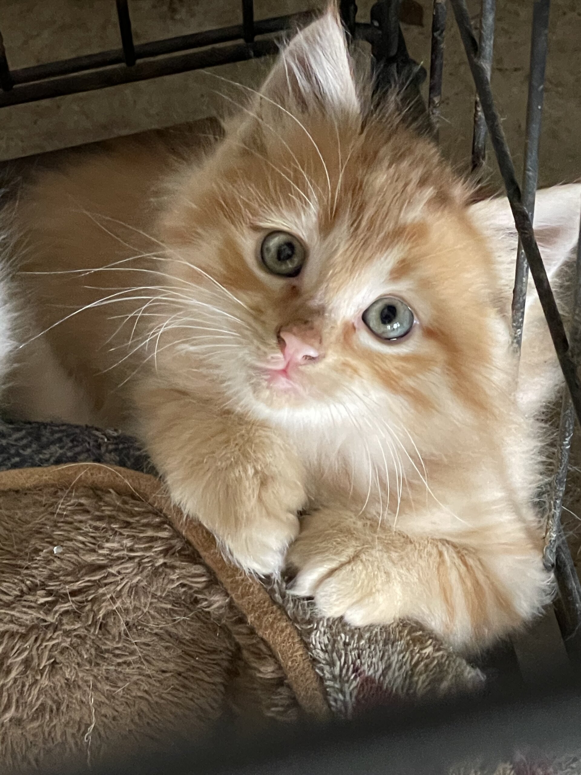 生後2ヶ月の子猫