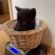 9/1生まれ4兄妹・クロの女の子