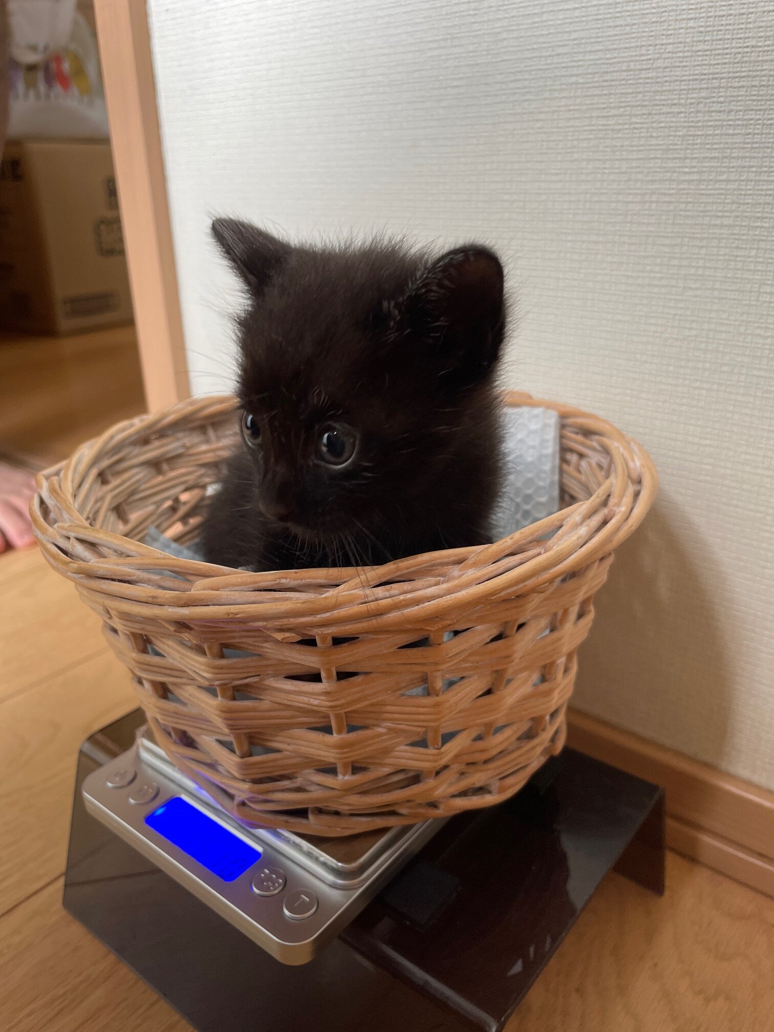 9/1生まれ4兄妹・クロの女の子