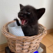 9/1生まれ4兄妹・クロの男の子