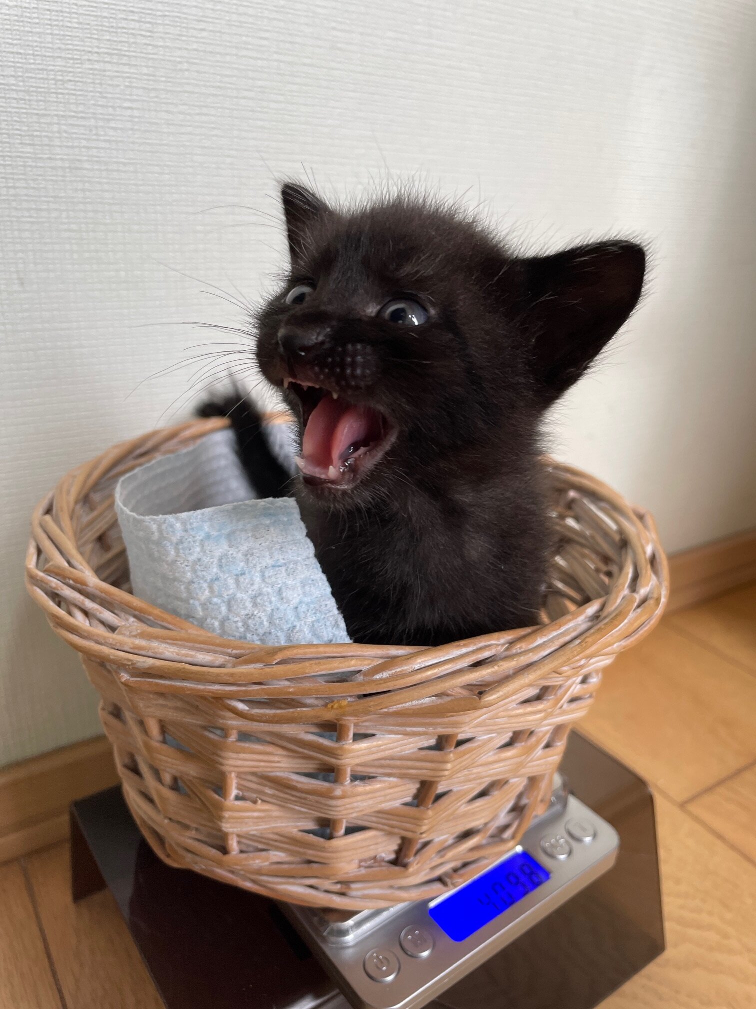 9/1生まれ4兄妹・クロの男の子