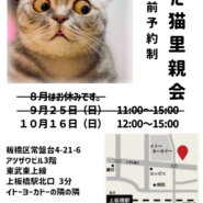 板橋区上板橋にて「いた猫里親会」を開催します