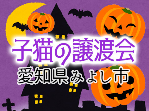 子猫25匹のハロウィン譲渡会／愛知県みよし市