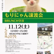 もりにゃん譲渡会