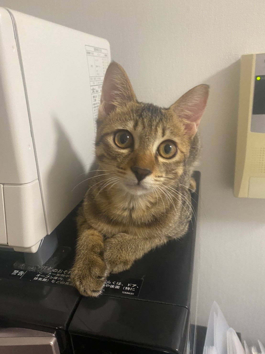 ういくん里親決定！