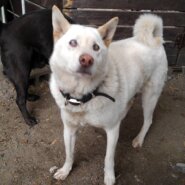 まっ白の紀州犬チコ君