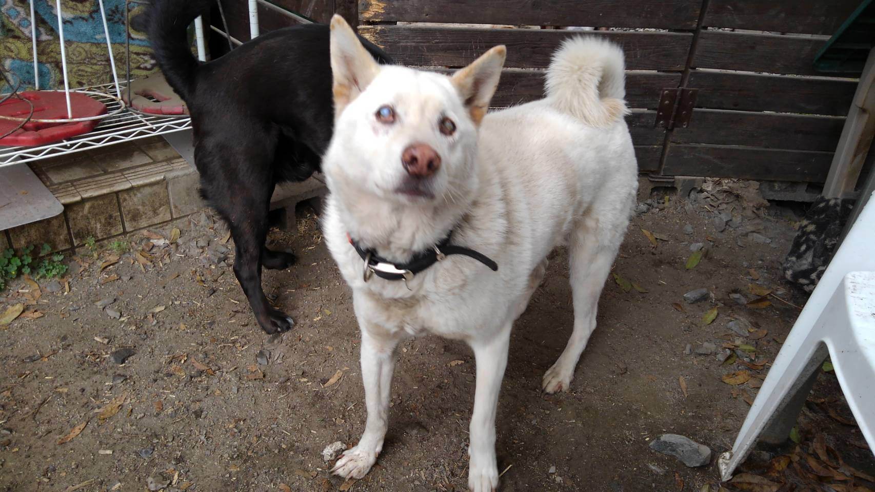 まっ白の紀州犬チコ君