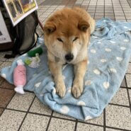 柴犬おっとりした次郎君