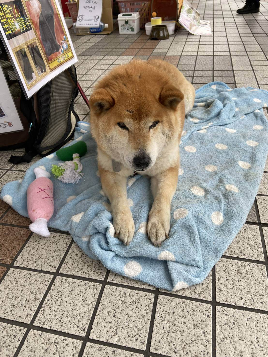 柴犬おっとりした次郎君