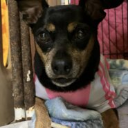 顔はミニピン、体はパグ笑のルゥーガちゃん