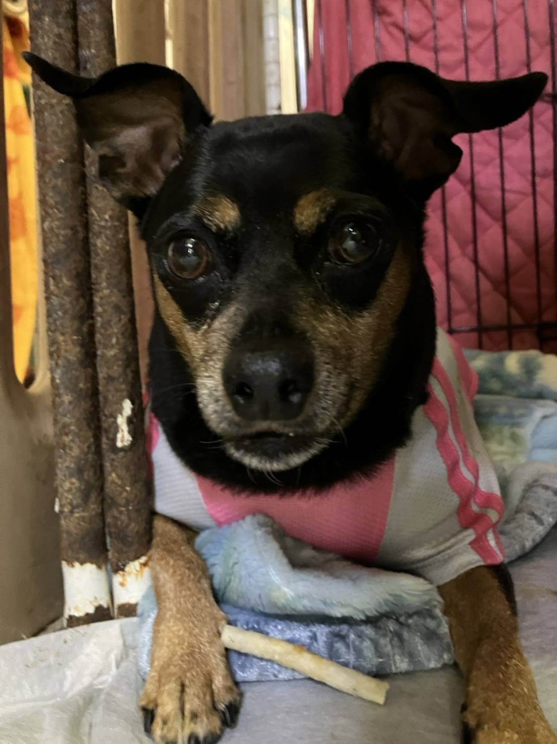 顔はミニピン、体はパグ笑のルゥーガちゃん