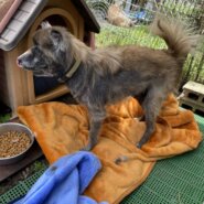 タヌキによく似たパル君