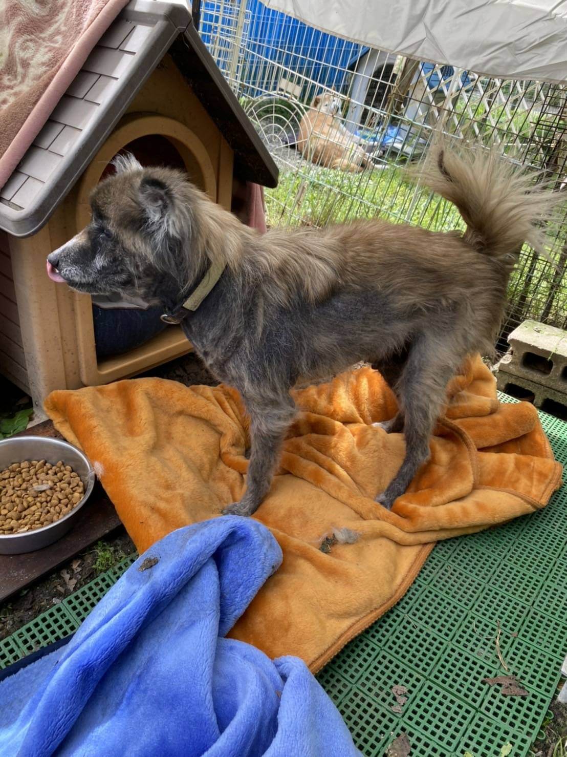 タヌキによく似たパル君