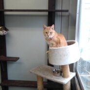 北海道でっかいどう出身のにゃん君