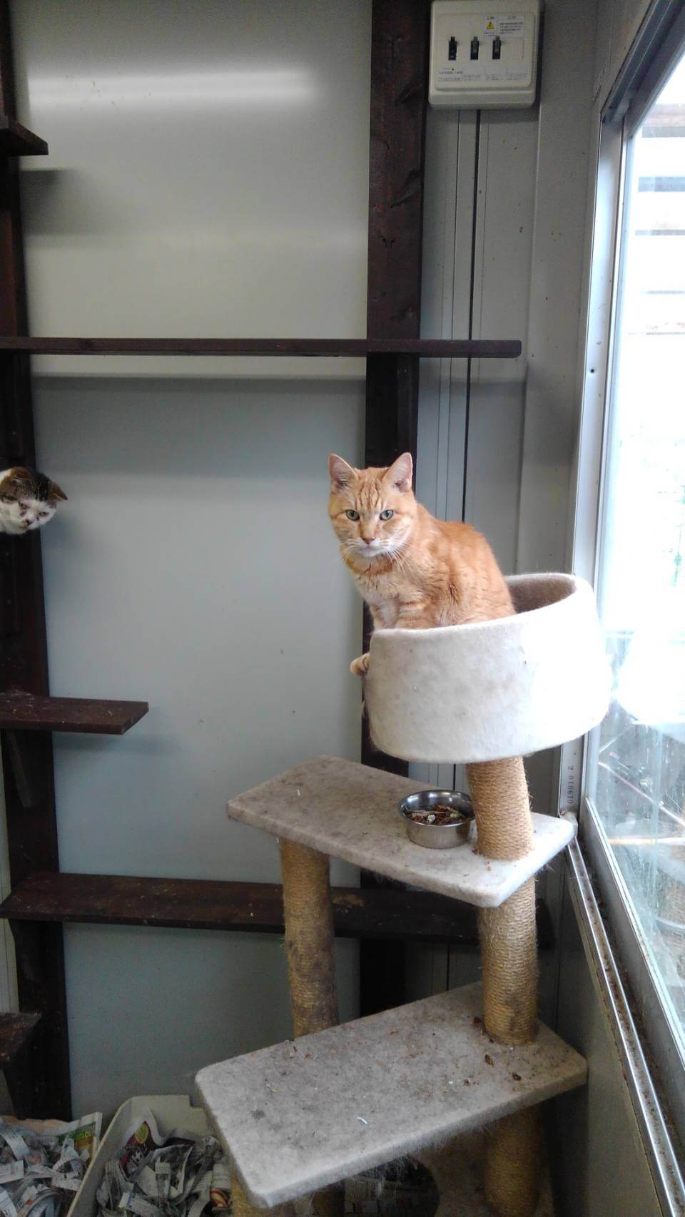 北海道でっかいどう出身のにゃん君