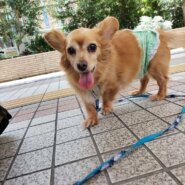 超絶かわいすぎるチワックスのマイロ君