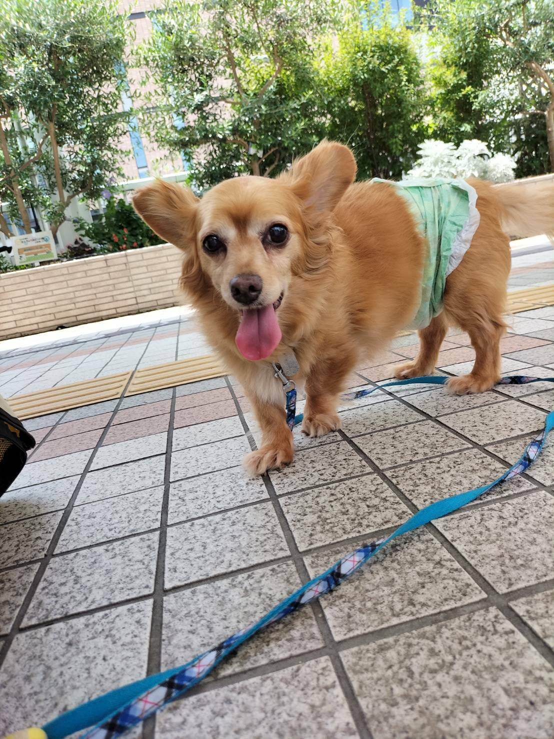 超絶かわいすぎるチワックスのマイロ君