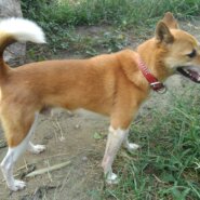 おとなしい美しいMIX犬のチャル君