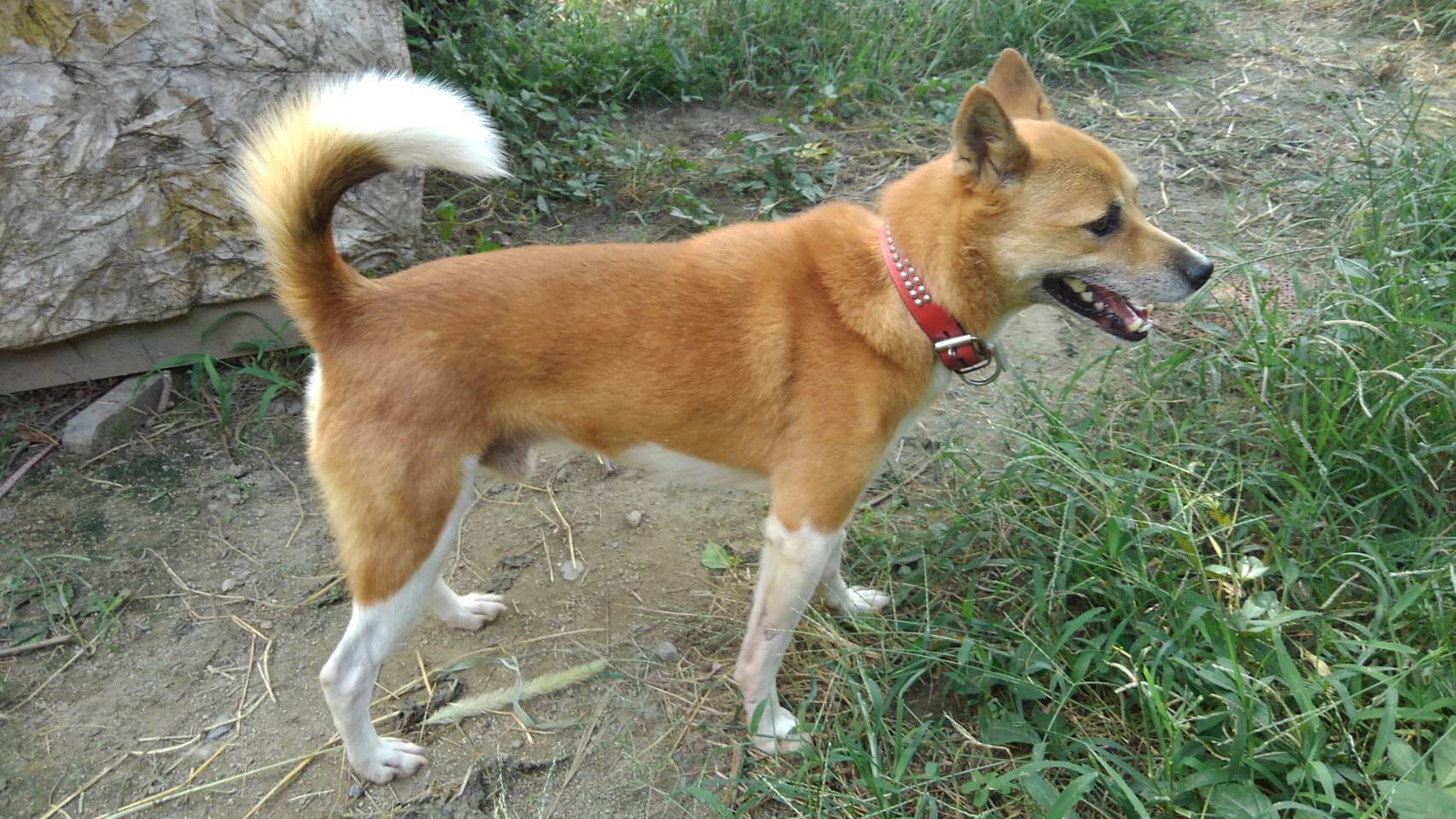 おとなしい美しいMIX犬のチャル君