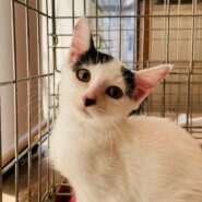 東京都三鷹市　猫の譲渡会