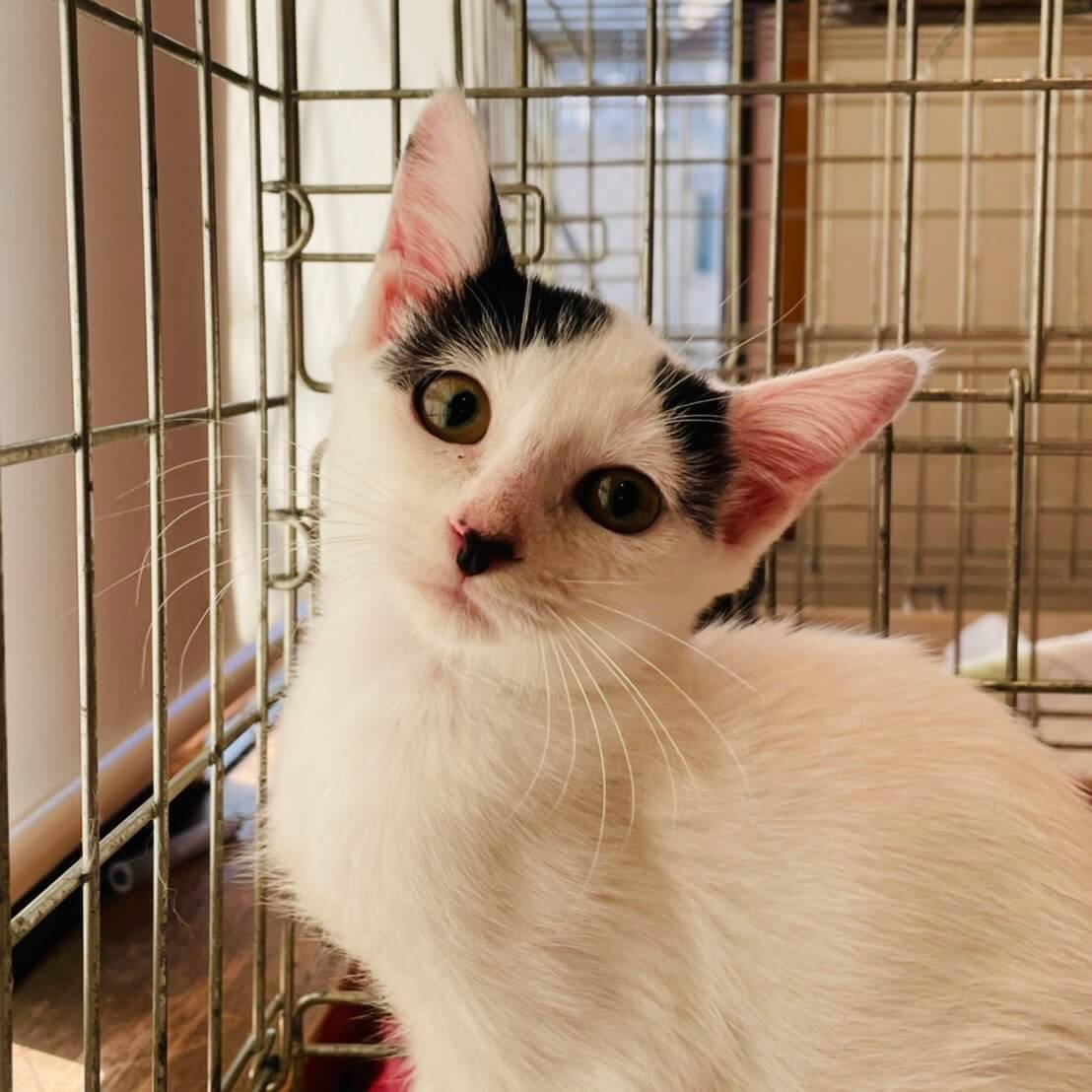 東京都三鷹市　猫の譲渡会