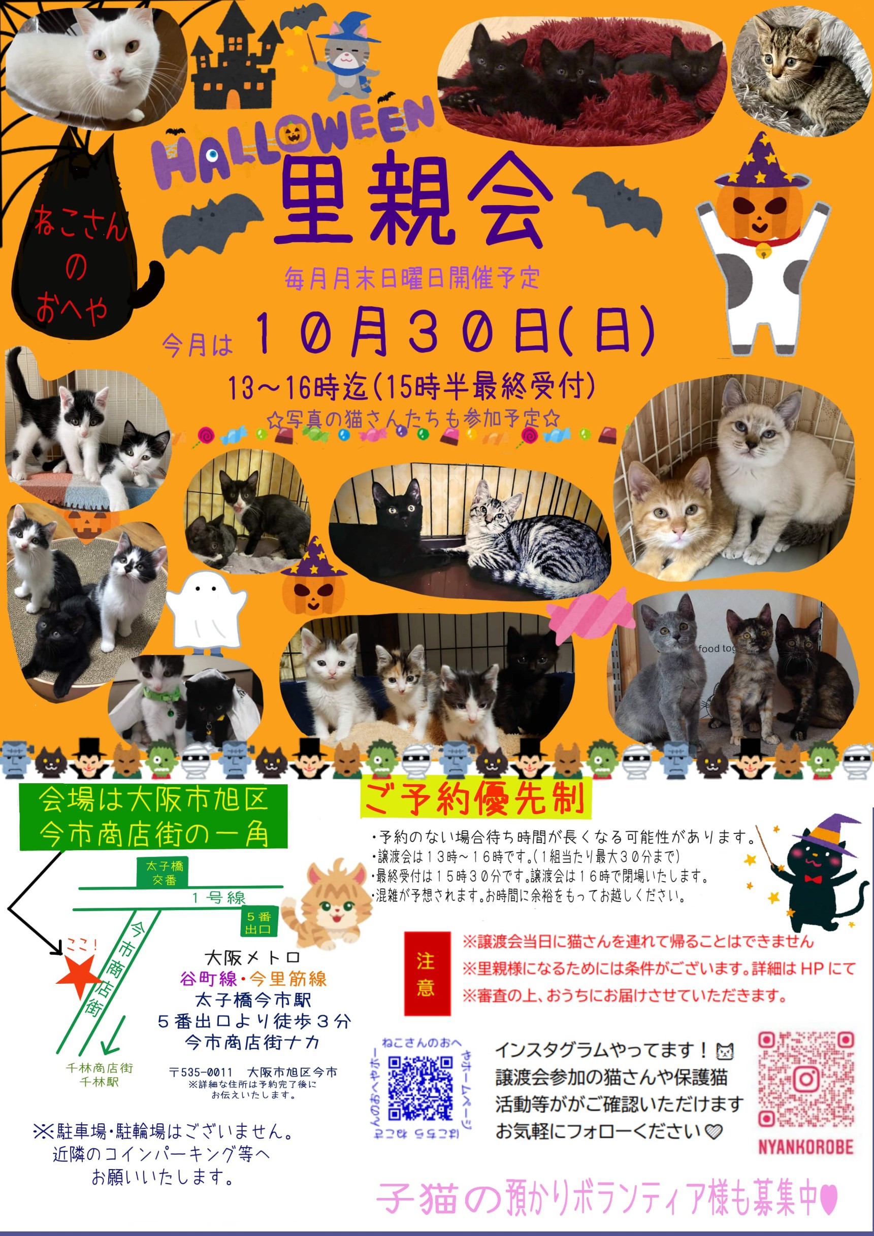 子猫がいっぱい譲渡会！