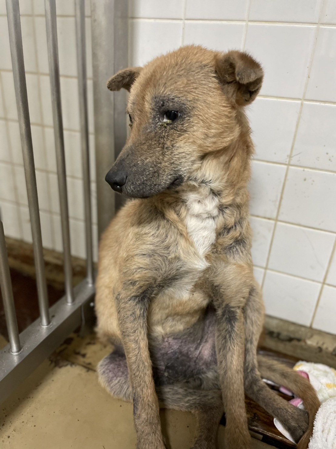 この子は山口県の保護団体にいます。皮膚状態も良くないです。助けて下さい