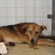 この子は山口県の保護団体にいます。よろしくお願いいたします